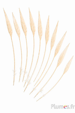 Goudfazant pijl - 14-18 cm - wit-crème